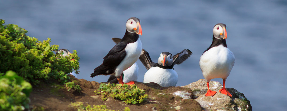 Cruising Grímsey