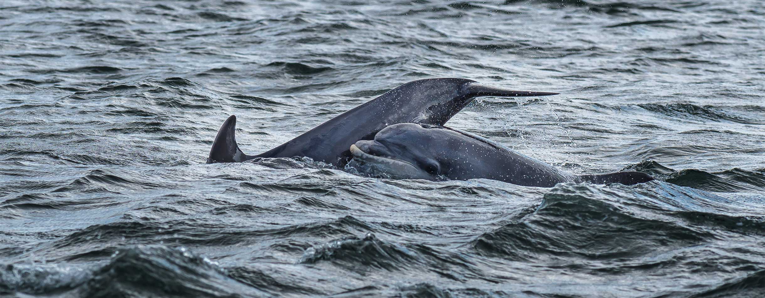 Cruising Pentland Firth